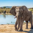 Business 1 image TDC AFRICA SAFARIS Travel Agents in Melbourne VIC