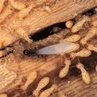 Business 2 image TERMITE CONTROL MELBOURNE Pest Control in Melbourne VIC