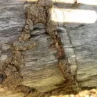 Business 3 image TERMITE CONTROL SYDNEY Pest Management in Sydney NSW