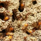 Business 4 image TERMITE CONTROL SYDNEY Pest Management in Sydney NSW