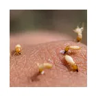 Business 5 image TERMITE CONTROL SYDNEY Pest Management in Sydney NSW