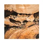 Business 6 image TERMITE CONTROL SYDNEY Pest Management in Sydney NSW