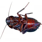 Business 2 image TERMITE CONTROL SYDNEY Pest Inspection in Sydney NSW