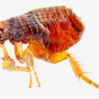 Business 3 image TERMITE CONTROL SYDNEY Pest Inspection in Sydney NSW