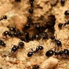 Business 6 image TERMITE CONTROL SYDNEY Pest Inspection in Sydney NSW