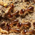 Business 2 image TERMITE INSPECTION ADELAIDE Pest Control in Adelaide SA