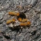 Business 3 image TERMITE INSPECTION ADELAIDE Pest Control in Adelaide SA