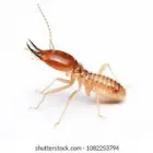 Business 4 image TERMITE INSPECTION ADELAIDE Pest Control in Adelaide SA