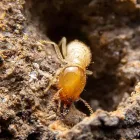 Business 1 image TERMITE INSPECTIONS MELBOURNE Pest Inspection in Melbourne VIC
