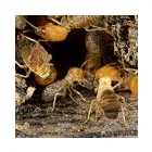 Business 3 image TERMITE INSPECTIONS MELBOURNE Pest Inspection in Melbourne VIC