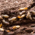 Business 4 image TERMITE INSPECTIONS MELBOURNE Pest Inspection in Melbourne VIC