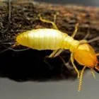 Business 3 image TERMITE PEST CONTROL BRISBANE Pest Control in Brisbane QLD