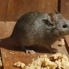 Business 2 image TERMITE PEST CONTROL SYDNEY - BUG FREE PEST CONTROL Pest Control in Yagoona NSW