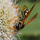 Business 4 image TERMITE PEST CONTROL SYDNEY - BUG FREE PEST CONTROL Pest Control in Yagoona NSW