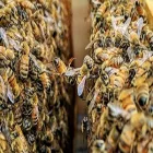 Business 5 image TERMITE PEST CONTROL SYDNEY - BUG FREE PEST CONTROL Pest Control in Yagoona NSW