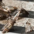 Business 8 image TERMITE PEST CONTROL SYDNEY - BUG FREE PEST CONTROL Pest Control in Yagoona NSW