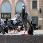 Business 10 image TERMITE PEST CONTROL SYDNEY - BUG FREE PEST CONTROL Pest Control in Yagoona NSW