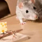 Business 12 image TERMITE PEST CONTROL SYDNEY - BUG FREE PEST CONTROL Pest Control in Yagoona NSW