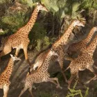 Business 1 image THE CLASSIC SAFARI COMPANY Travel Agents in Woollahra NSW