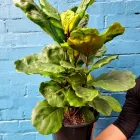 Business 3 image THE FLOWER ROOM Flowers Online Delivery in Newtown NSW