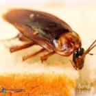 Business 3 image THE PEST CONTROL COMPANY Pest Control in Bondi NSW