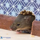 Business 4 image THE PEST CONTROL COMPANY Pest Control in Bondi NSW