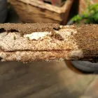 Business 2 image THE TERMITE TRACKERS Pest Management in Bonnells Bay NSW