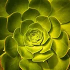 Business 2 image TRANQUIL GARDENS GROUP Soft Landscaping in Narrabeen NSW