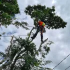 Business 2 image TREE CARE SPECIALISTS Tree Care in Boondall QLD