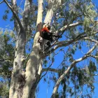 Business 5 image TREE CARE SPECIALISTS Tree Care in Boondall QLD
