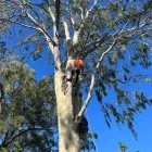Business 6 image TREE CARE SPECIALISTS Tree Care in Boondall QLD