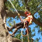 Business 1 image TREE CUTTING SYDNEY Safety Tree Cutting in Sydney NSW
