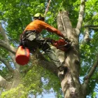 Business 1 image TREE LOPPING ADELAIDE Tree & Stump Removal Services in Adelaide SA