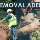 Business 1 image TREE REMOVAL ADELAIDE Tree & Stump Removal Services in Adelaide SA
