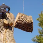 Business 1 image TREE REMOVAL PERTH Tree Felling & Stump Removal in Subiaco WA