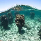 Business 1 image TURQUOISE SAFARIS - SEA LION & FISHING CHARTERS JURIEN BAY Tour Operators in Jurien Bay WA