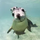 Business 3 image TURQUOISE SAFARIS - SEA LION & FISHING CHARTERS JURIEN BAY Tour Operators in Jurien Bay WA