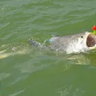 Business 1 image VISION SPORT FISHING Fishing Trips in Alice Springs NT