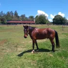 Business 1 image VIVA EQUINE ASSISTED THERAPY SUNSHINE COAST Couples in West Woombye QLD