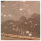 Business 6 image WATER DAMAGE RESTORATION ADELAIDE Water Damage Restoration in Adelaide SA