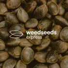 Business 1 image WEEDSEEDSEXPRESS AUSTRALIA Cannabis in Sydney NSW