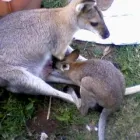 Business 1 image WEST TOOWOOMBA VETERINARY SURGERY Vets & Veterinary Surgeons in Toowoomba QLD