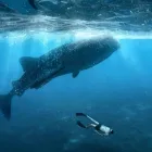 Business 3 image WHY NOT BUS Travel in Perth WA