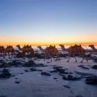 Business 6 image WHY NOT BUS Travel in Perth WA