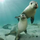 Business 9 image WHY NOT BUS Travel in Perth WA