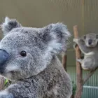 Business 2 image WILD LIFE SYDNEY ZOO Zoo in Sydney NSW