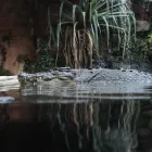 Business 3 image WILD LIFE SYDNEY ZOO Zoo in Sydney NSW