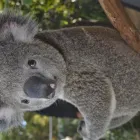 Business 4 image WILD LIFE SYDNEY ZOO Zoo in Sydney NSW
