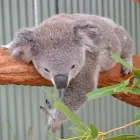 Business 5 image WILD LIFE SYDNEY ZOO Zoo in Sydney NSW