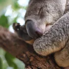 Business 9 image WILD LIFE SYDNEY ZOO Zoo in Sydney NSW